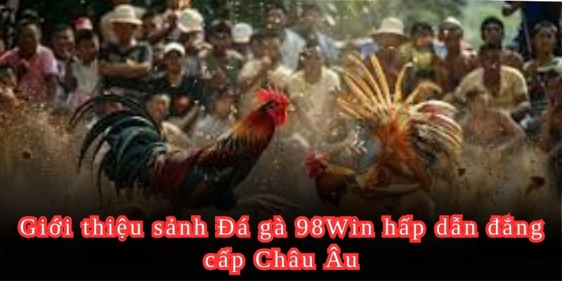 Giới thiệu sảnh Đá gà 98Win hấp dẫn đẳng cấp Châu Âu