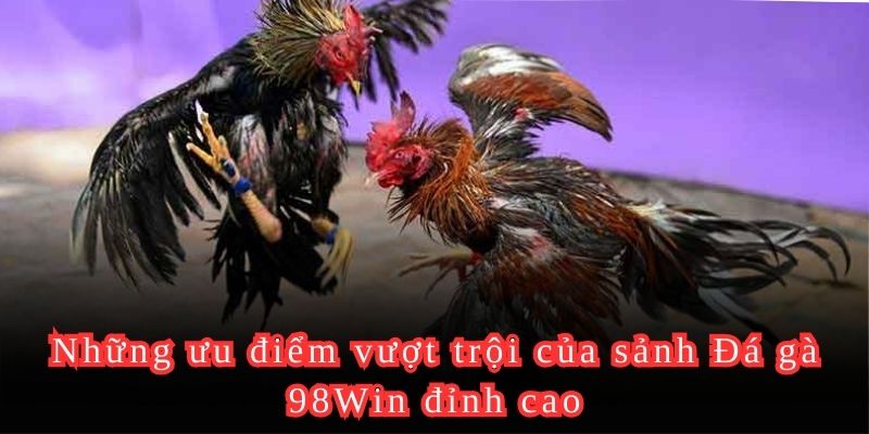 Những ưu điểm vượt trội của sảnh Đá gà 98Win đỉnh cao